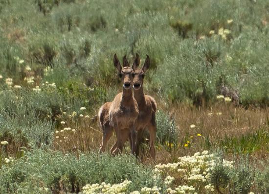 Ancient Path of the Pronghorn